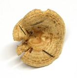 Lactarius subvillosus image
