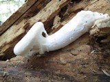 Pleurotus dryinus image