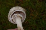 Agaricus moelleri image