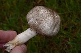 Agaricus moelleri image