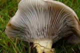 Gomphidius oregonensis image