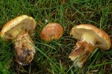 Suillus caerulescens image