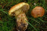 Suillus caerulescens image