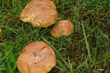 Suillus caerulescens image
