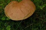 Suillus caerulescens image