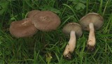 Lepista ovispora image