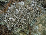 Peltigera rufescens image