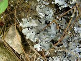 Peltigera rufescens image