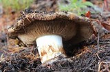 Cortinarius elotoides image