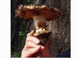 Cortinarius elotoides image