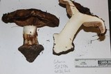 Cortinarius elotoides image