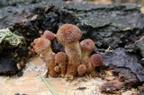 Gymnopilus luteofolius image