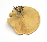 Lactarius subvillosus image
