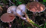 Cystoderma superbum image