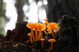 Chrysomphalina aurantiaca image