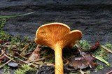 Hygrophoropsis aurantiaca image