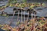 Panaeolus acuminatus image