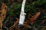 Amanita sect. Vaginatae image