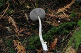 Amanita sect. Vaginatae image