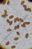 Panaeolina castaneifolia image