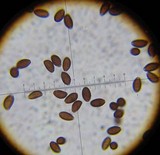 Panaeolina castaneifolia image