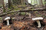 Amanita smithiana image