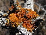 Xanthomendoza montana image