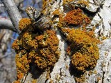Xanthomendoza montana image