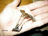 Psilocybe cyanofibrillosa image