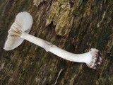 Amanita porphyria image