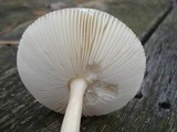 Amanita sinicoflava image