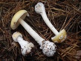 Amanita stranella image