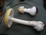 Amanita stranella image