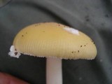 Amanita stranella image