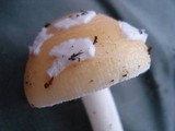 Amanita stranella image
