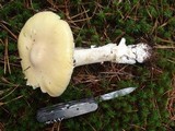 Amanita stranella image
