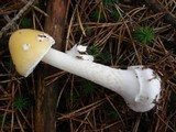 Amanita stranella image