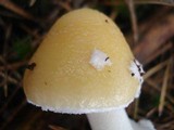 Amanita stranella image