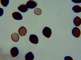 Panaeolus acuminatus image