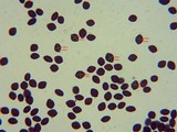 Panaeolus acuminatus image