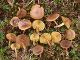 Cortinarius croceus image
