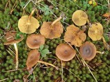Cortinarius croceus image