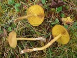 Cortinarius croceus image