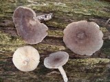 Lactarius hibbardae image