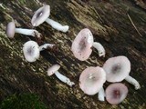 Russula gracilis image