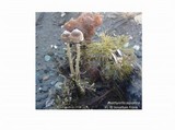 Psathyrella aquatica image