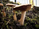 Hebeloma crustuliniforme image