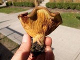 Paxillus involutus image