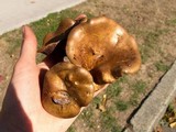 Paxillus involutus image