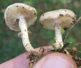 Pholiota terrestris image